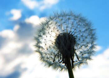 Mastering Meditation: A Beginner’s Guide to Inner Peace and Clarity