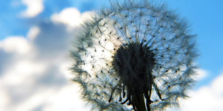 Mastering Meditation: A Beginner’s Guide to Inner Peace and Clarity