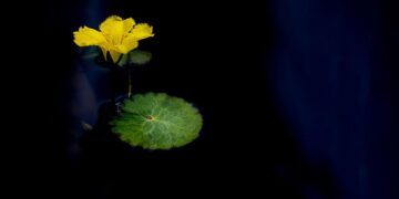 Embrace Your Inner Peace: A Journey of Self-Compassion Through Meditation